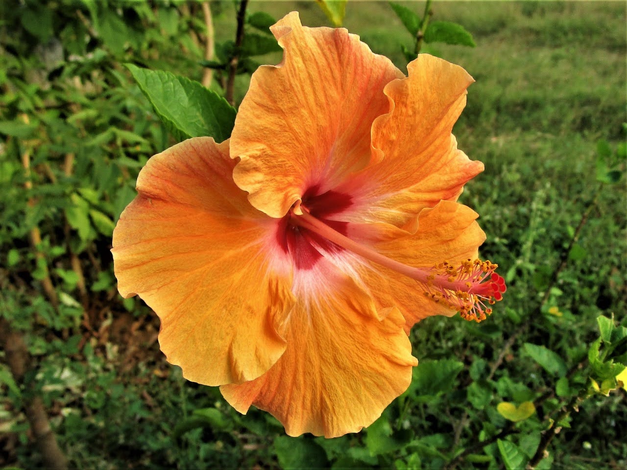 flower