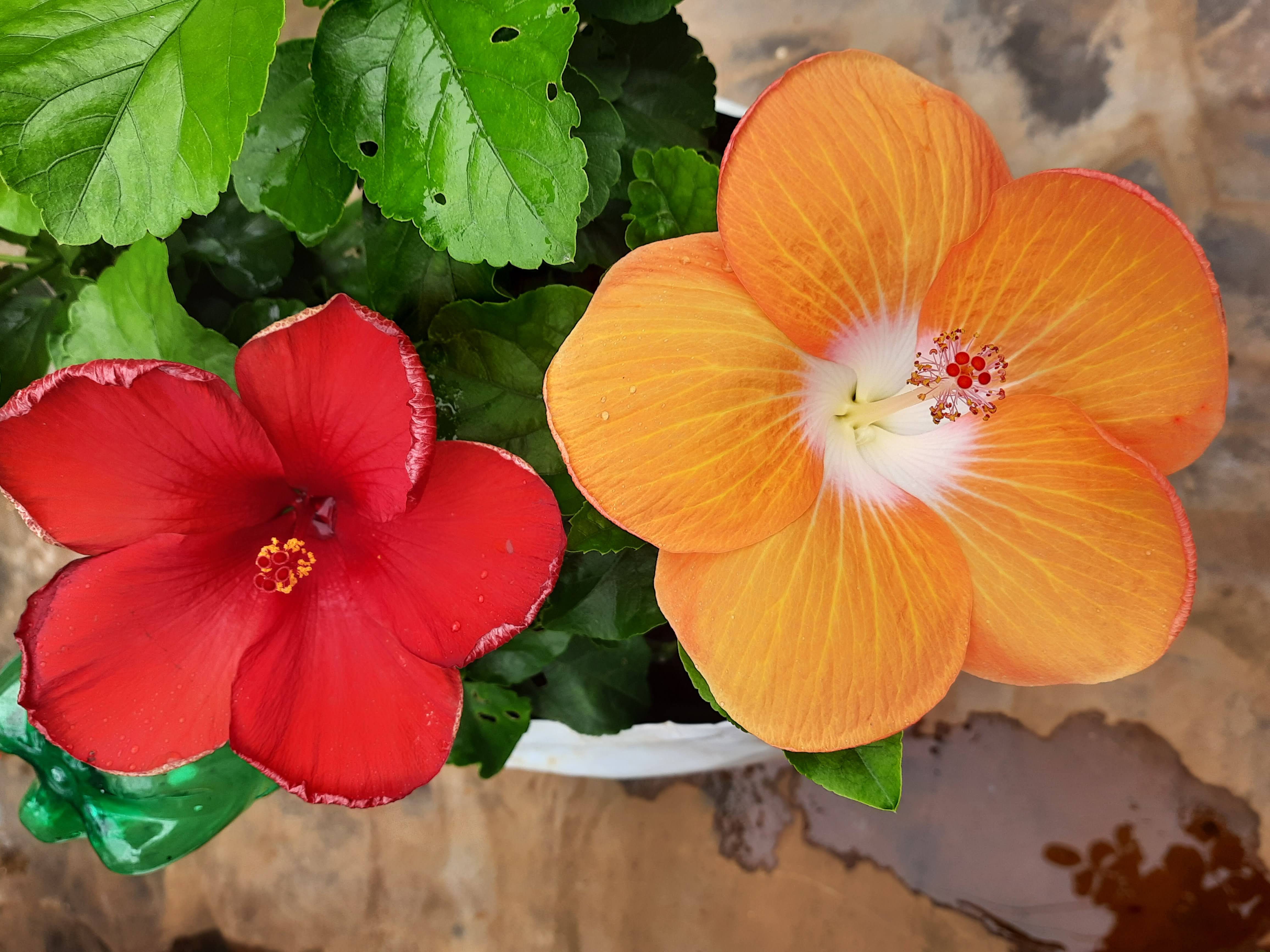 flower