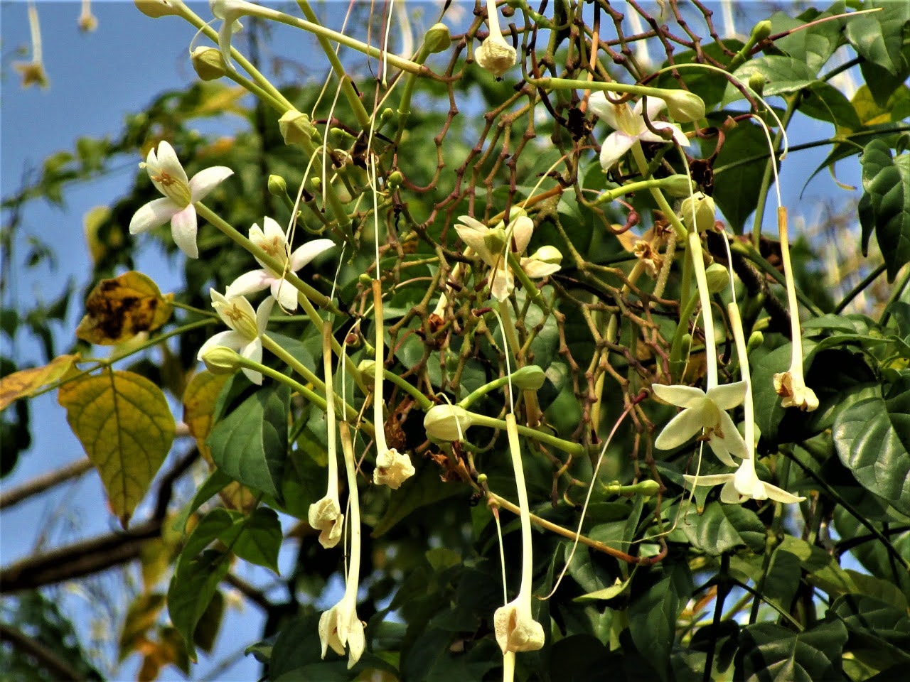 flower