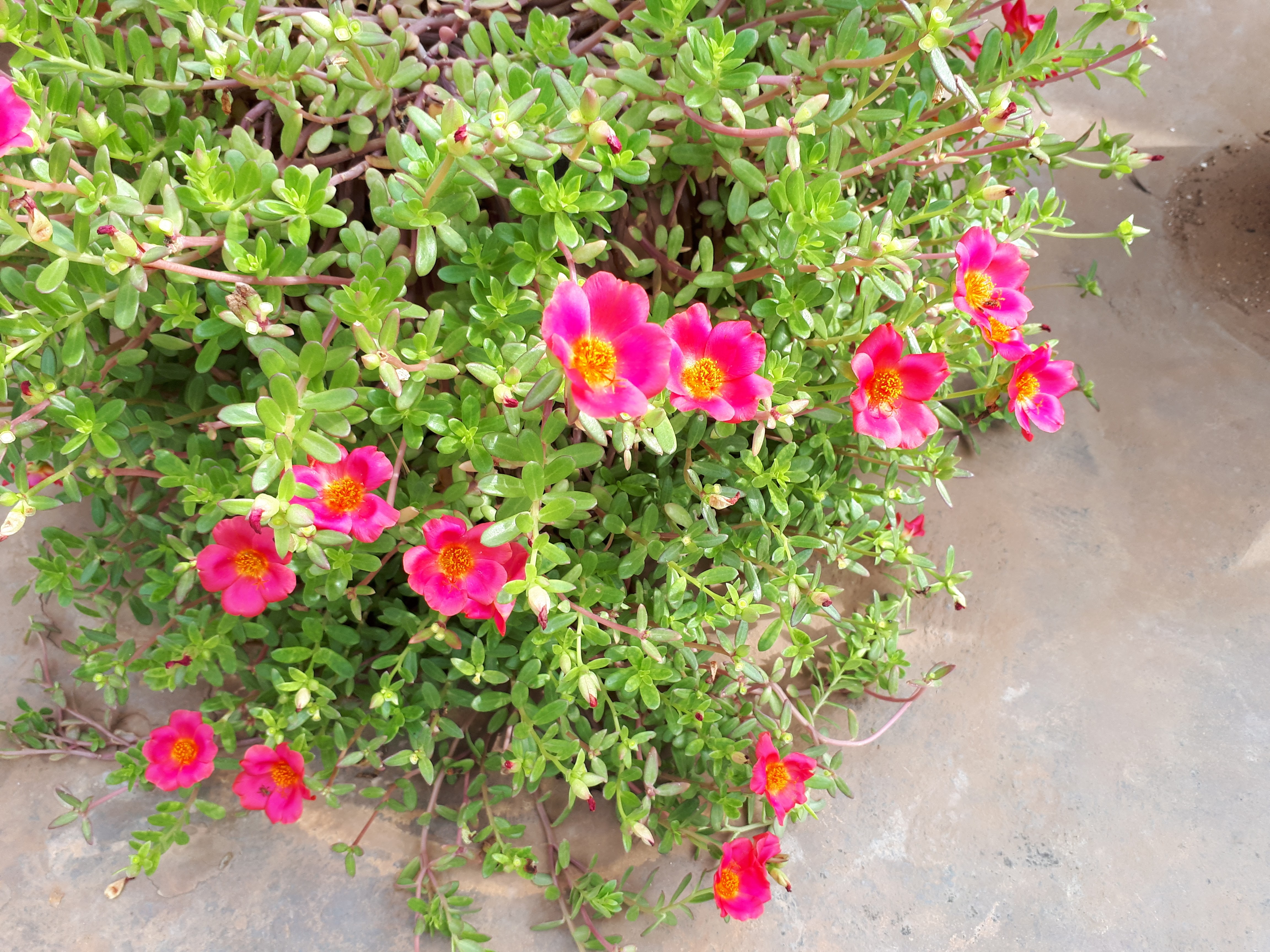 flower
