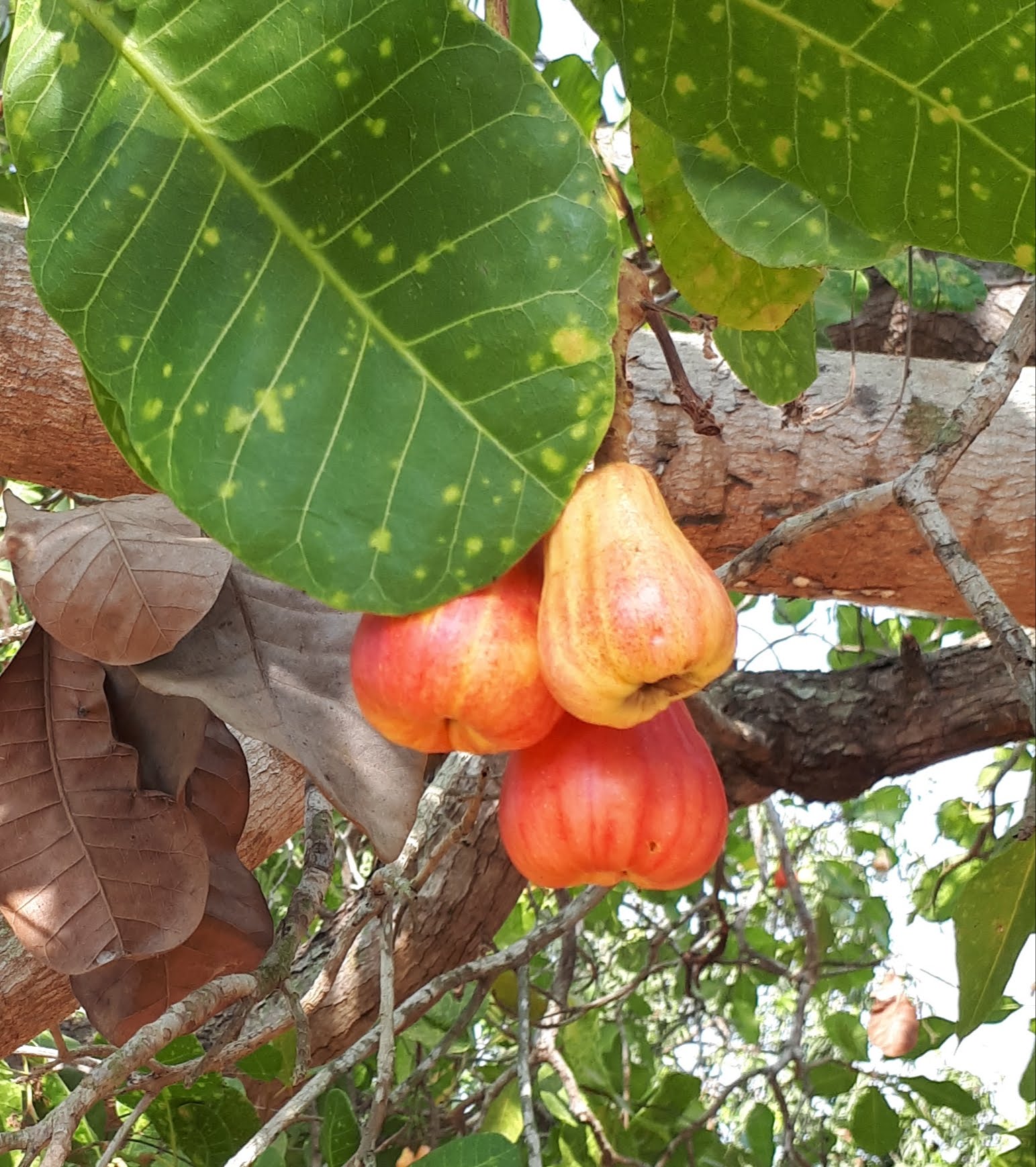 fruits