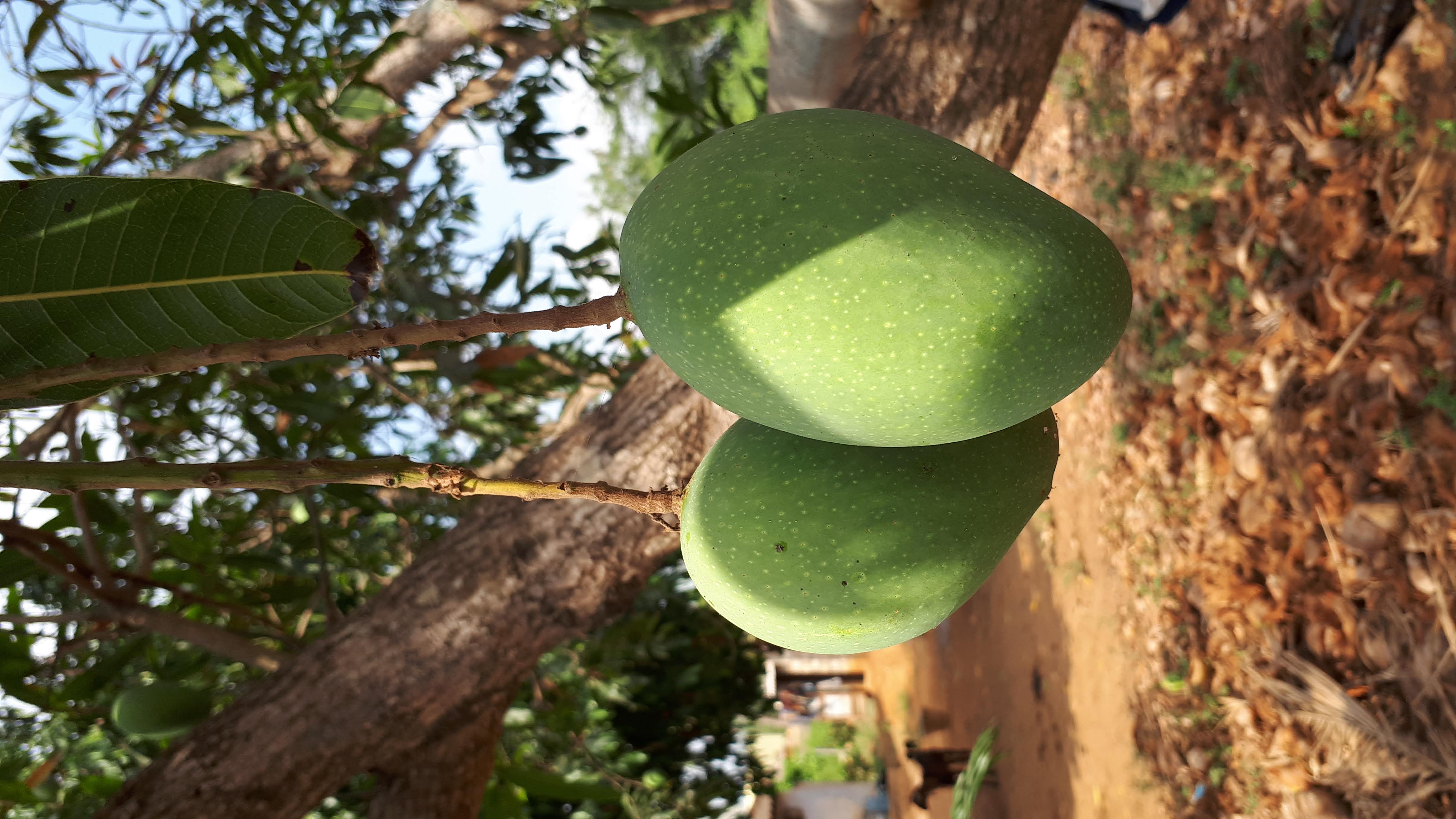 fruits
